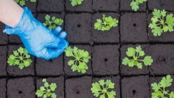 Le luci di propagazione LED aumentano i tassi di successo della propagazione	