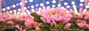 Luci per la coltivazione LED per la floricoltura