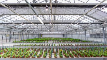 Scopri cosa possono fare le luci di propagazione LED Philips per le tue colture nella nostra brochure sulla floricoltura