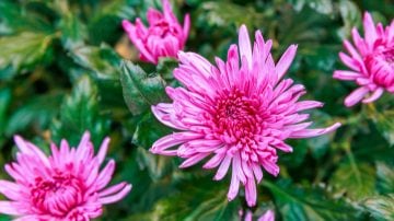 Scopri cosa possono fare le luci per la coltivazione LED Philips per le tue colture nella nostra brochure sulla floricoltura