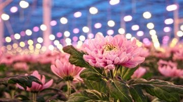 Linflowers, coltivatore commerciale di crisantemi, sceglie le lampade LED Philips per la coltivazione dei fiori per migliorare i raccolti