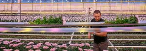 Ottieni crisantemi più forti e duraturi con le luci per la coltivazione LED