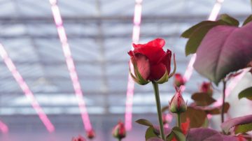 Scopri cosa possono fare le luci per le rose LED Philips per le tue colture nella nostra brochure sulla floricoltura