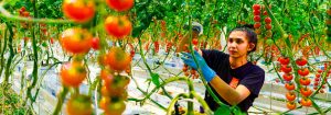 Coltivazione di frutta e verdura