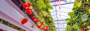 Coltiva la frutta con i LED