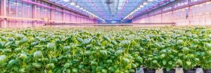 Coltiva al chiuso le erbe aromatiche con i LED