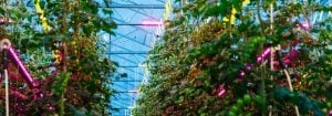 Illuminazione dall'alto compatta Philips GreenPower LED
