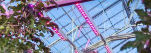 Illuminazione dall'alto lineare Philips GreenPower LED