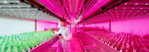 Partner Philips LED in campo orticoltura
