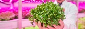Agricoltura verticale