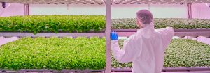 Come avviare un attività di agricoltura verticale