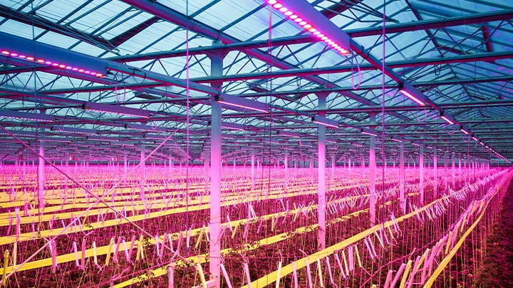L'illuminazione di Signify per l'agricoltura dimostra i suoi benefici anche in ambienti dal clima favorevole 