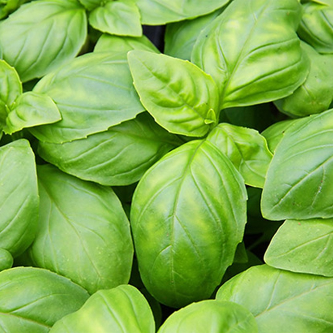 Effetti della temperatura sulla crescita del basilico.