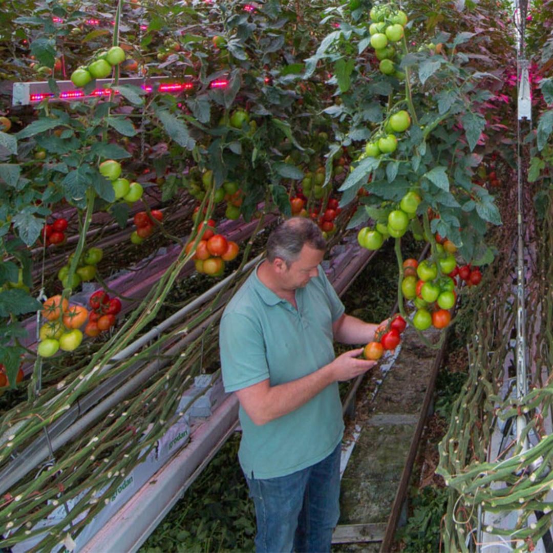 Combinazione di luci HPS e LED per rese di pomodoro più elevate e periodi d'illuminazione più lunghi