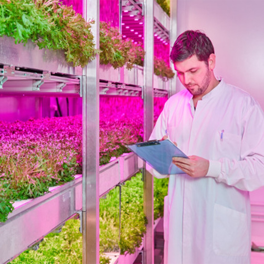 Vuoi controllare i livelli di nitrati nelle verdure a foglia verde?