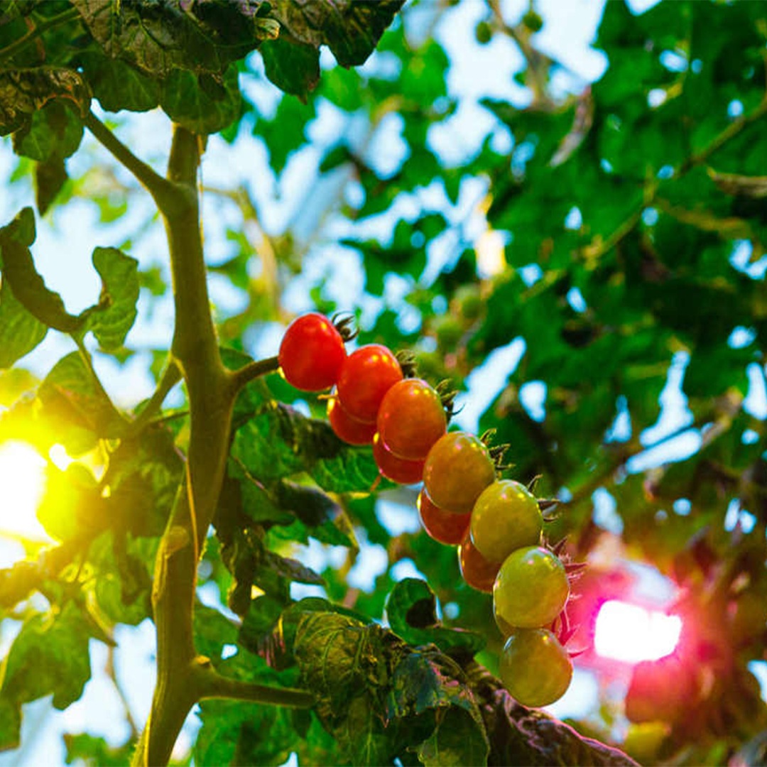 È tutta una questione di sapore: coltivare gustosi pomodori con illuminazione LED