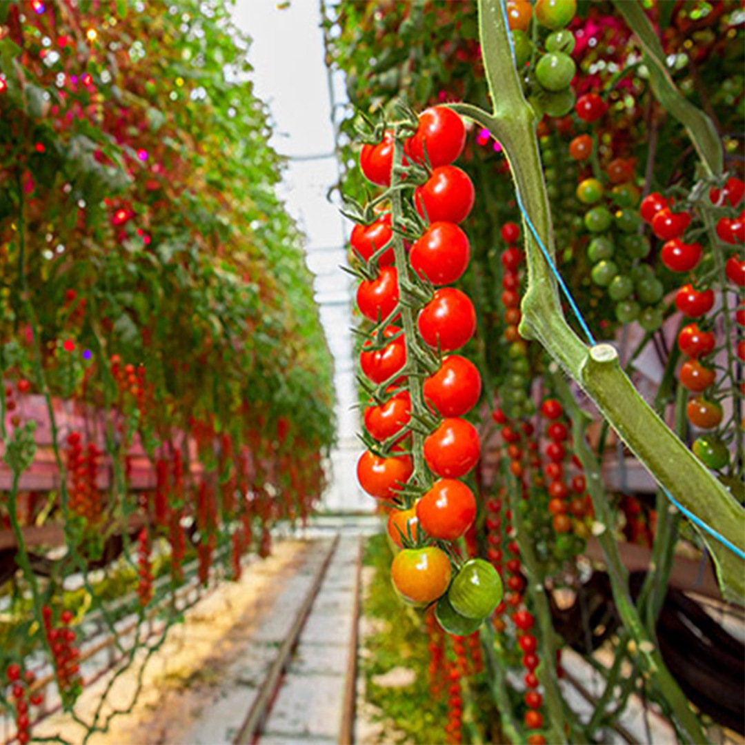3 motivi per cui l'illuminazione intercapedine è efficace per le verdure ad alto filo