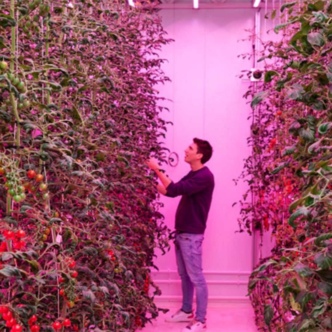 5 insegnamenti per coltivare pomodori di alta qualità in una vertical farm