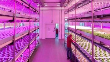 Luci LED per vertical farming