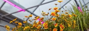 Iscriviti alla newsletter sulle soluzioni LED per l'orticoltura