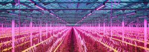 Signify e F.lli Lapietra: illuminazione e agricoltura