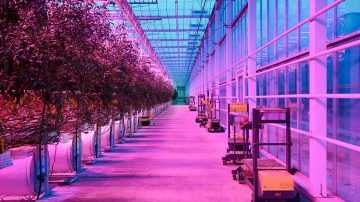 Incrementare la resa della coltivazione grazie all'illuminazione Philips LED per l'agricoltura di Signify
