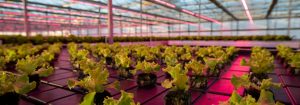 Grower reduces crop time by  almost 30%  with Philips LED grow lights