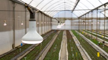 Bedding plants Florensis