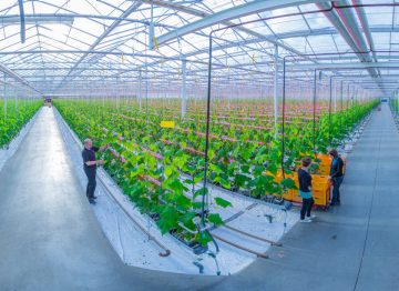 Quality and production of our cultivation practices