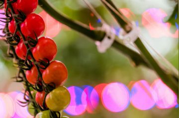 Harvest fresh crops through the winter months with LEDs