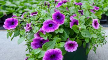 A night and day difference in these plants