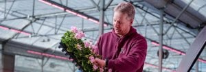 Grower reduces labor with Philips LED toplighting