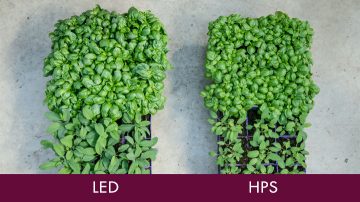 Kalamazoo Specialty Plants, Kalamazoo, Michigan