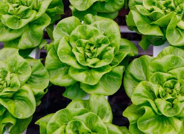 Faster growth, higher quality, heavier and more uniform plants year-round