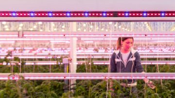 Colorful Philps lighting luminaire illuminated the greenhouse